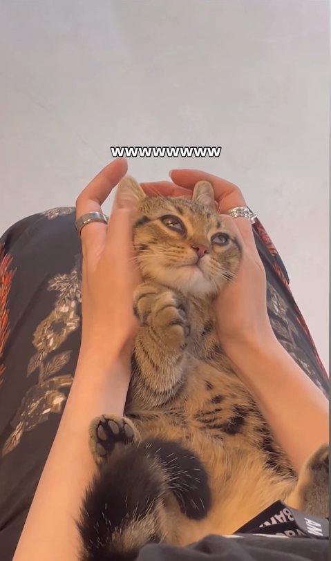 目の半分が瞬膜で覆われている子猫（顔斜め）