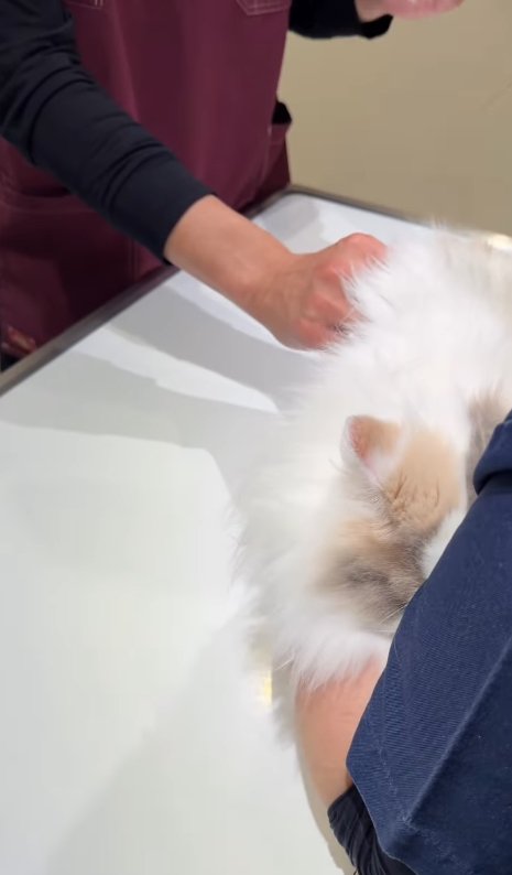 獣医師に右手で触られている顔を隠している猫（看護師の顔なし）