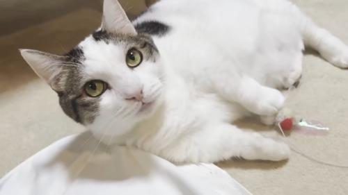 寝転がっておもちゃをつかむ猫