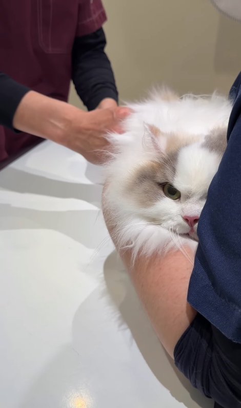 お尻に注射されている片目が隠れた猫（ややカメラ目線）