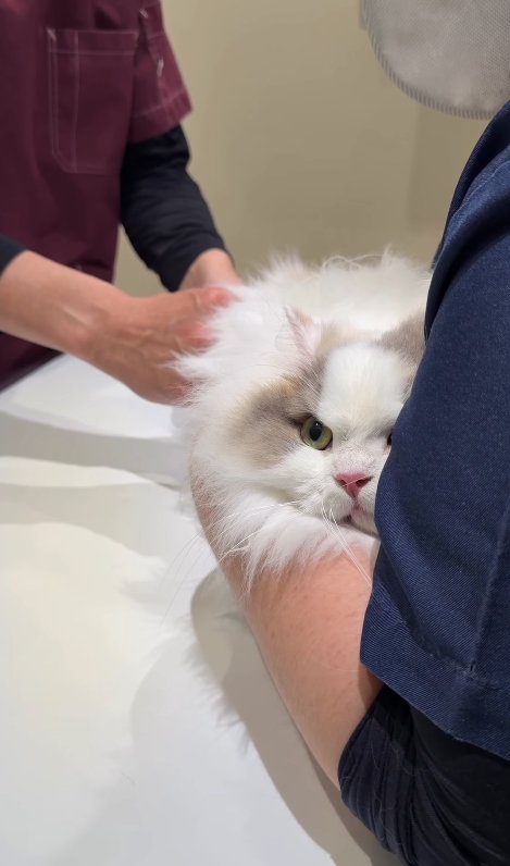 お尻に注射されている片目が隠れた猫（目線向かって左上）