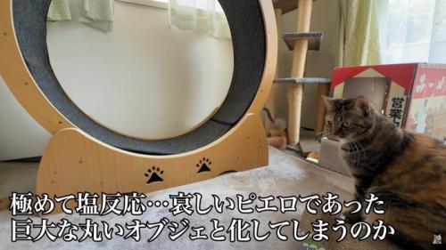 テロップ「極めて塩対応～」