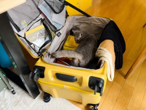 探索する猫