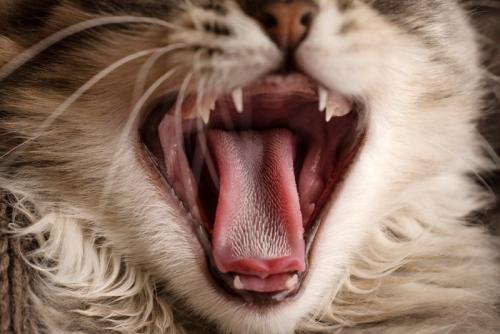 口を開ける猫