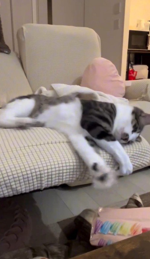 風に反応する猫