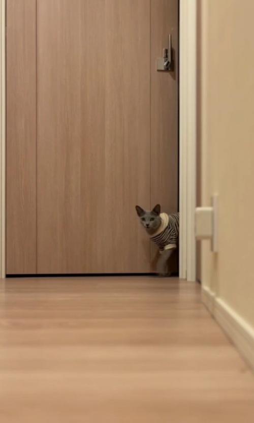 猫がドアから出てくる