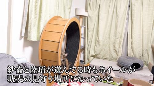 テロップ「紗崙と陸珸が～」