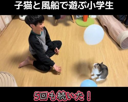座って落ちる風船を見る子猫