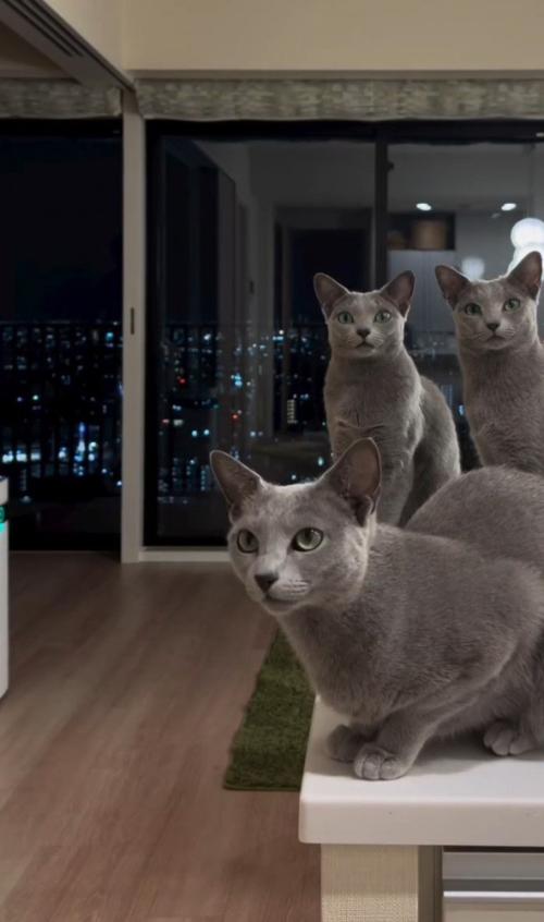3匹の猫と夜景