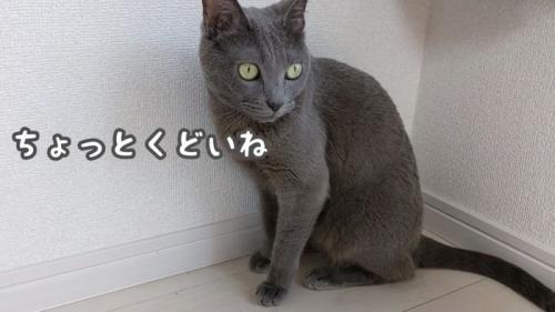 きまぐれハムちゃん