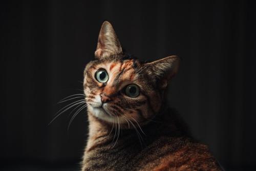 暗い部屋にいる猫
