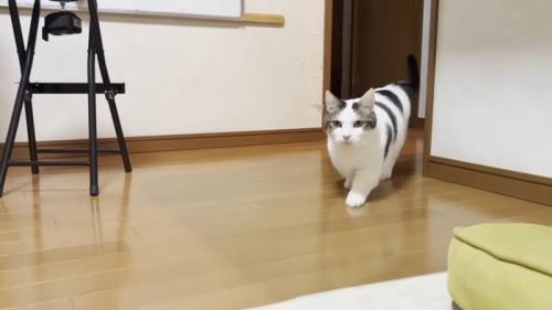 床の上を歩く猫