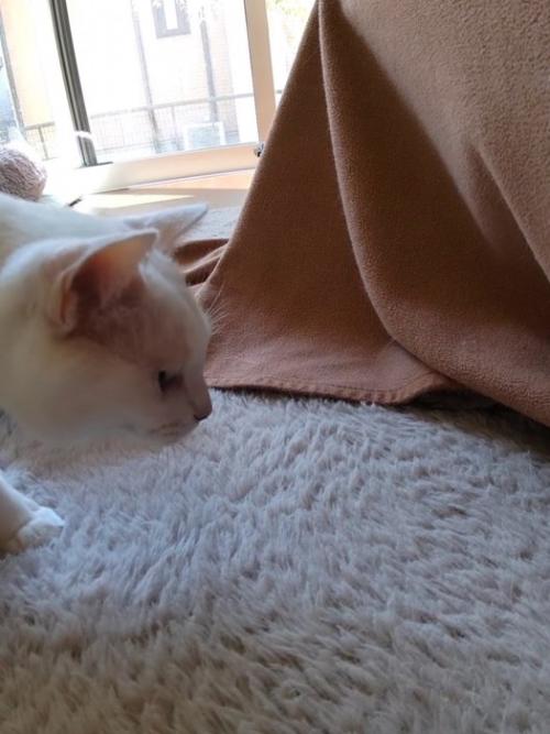 猫の横顔