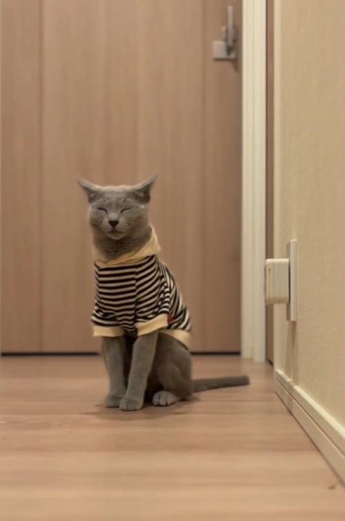 座って目をつぶる猫