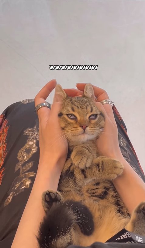 目の半分が瞬膜で覆われている子猫（顔正面）
