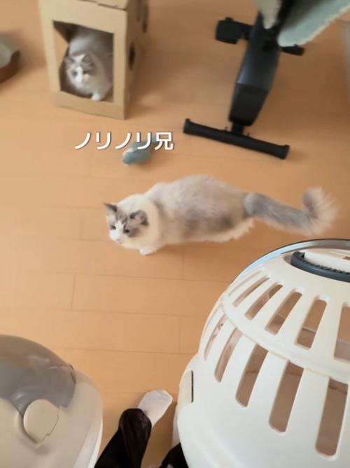 キャリーを見ている2匹の猫