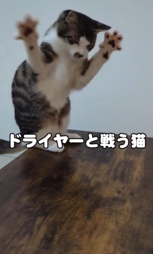 両前足を上げるそうちゃん