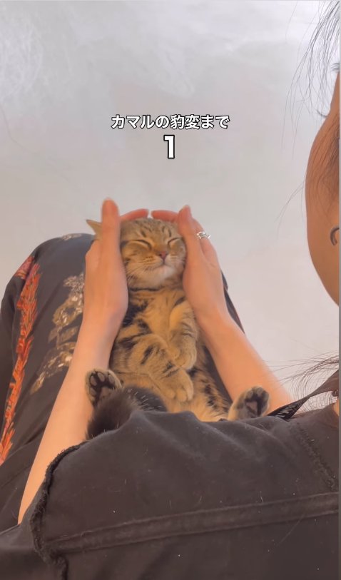 耳を撫でられて目を瞑っている子猫