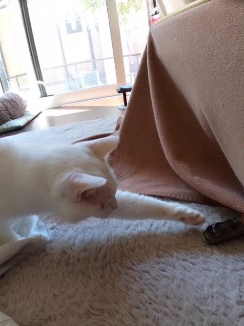 前足を伸ばす白猫