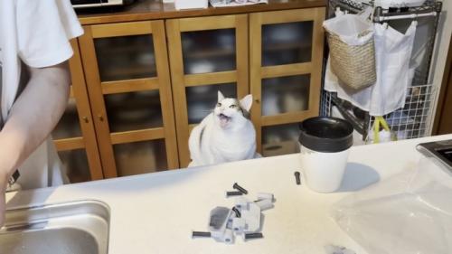 流し台の前で口を開ける猫
