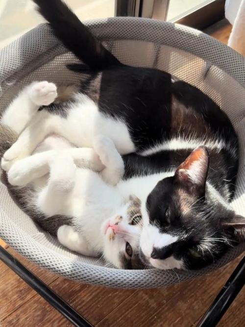 ハンモックで寝る成猫と子猫