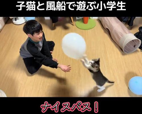風船を弾く子猫