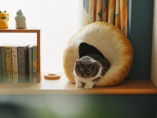 眠る猫