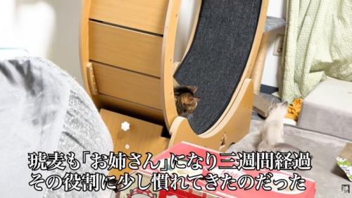 テロップ「琥麦も～」