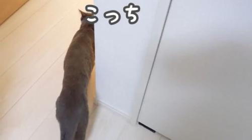 案内しはじめたハムちゃん