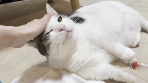頭をなでられる猫