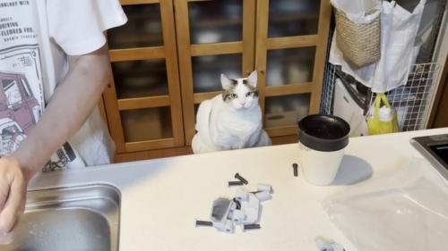 顔を上げる猫