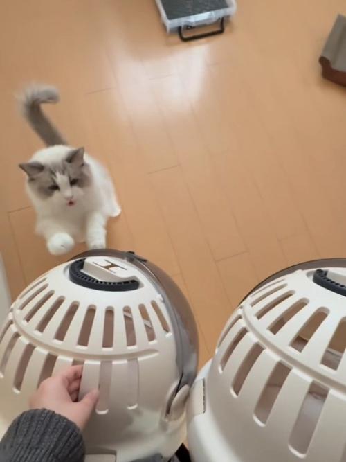 立ち上がる猫