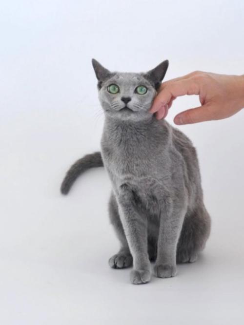 手で頬を撫でられる猫