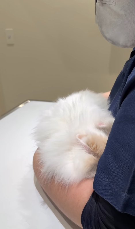 横顔が見えている看護師の腕の中に顔を隠している猫