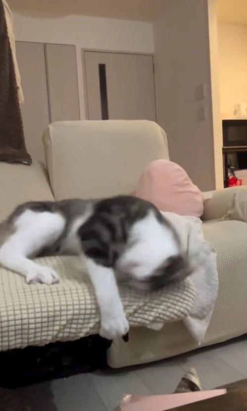 ソファーから落下する直前の猫