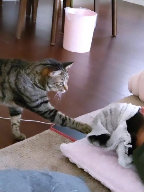人の頭を触る猫