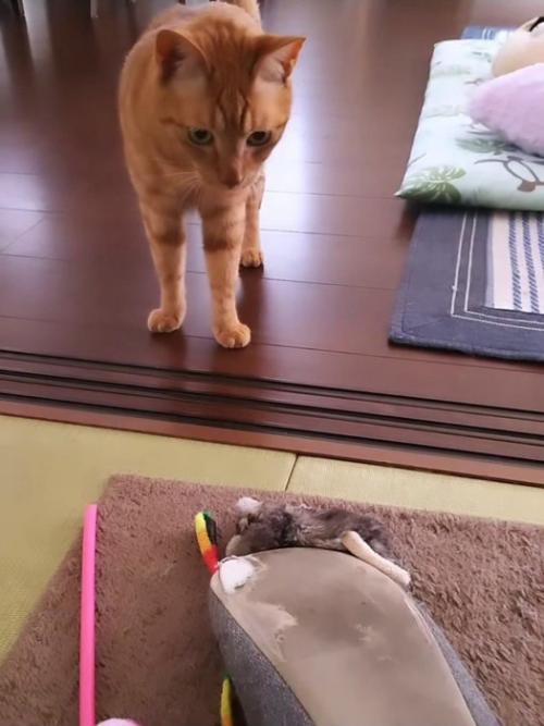 立っている茶トラ猫
