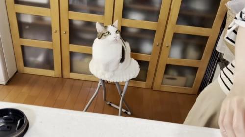 白い椅子の上で人を見上げる猫