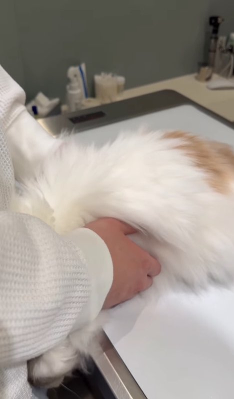 飼い主の体に頭をくっつけている診察台の上の猫