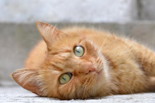 甘える猫
