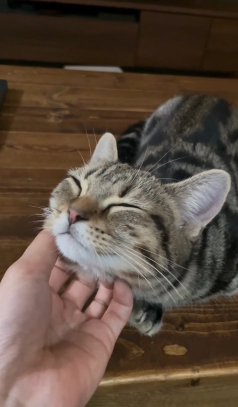 顎下を撫でられて目を瞑っている子猫
