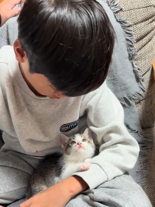 男の子を見る子猫