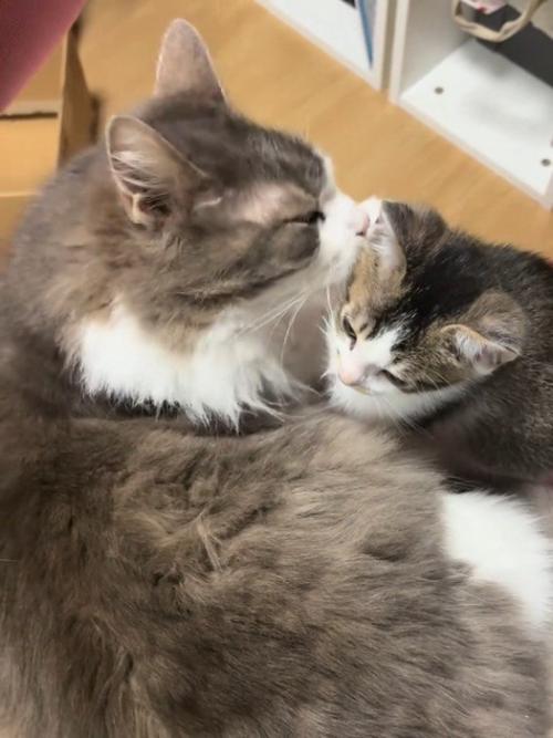 毛づくろいされる子猫