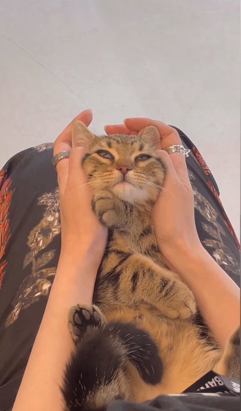 目の半分が瞬膜で覆われている子猫（顔上向き字幕なし）