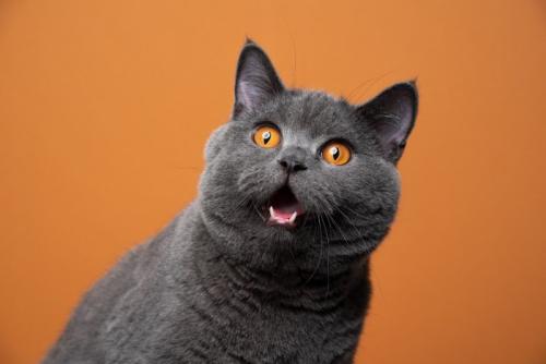 口を開けて驚く猫