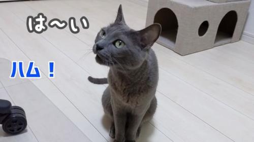 パパにお返事ハムちゃん