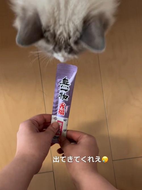 おやつの前にいる猫