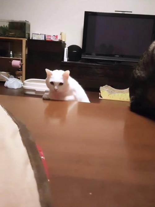 顔を出す猫