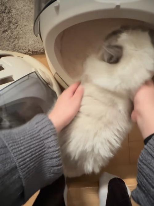 キャリーに入れられる猫