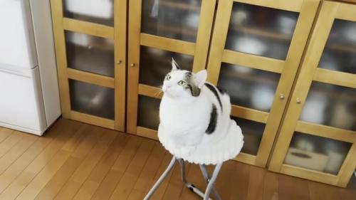 白い椅子に座る猫